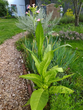 Tabak "Uckermärker Stamm"