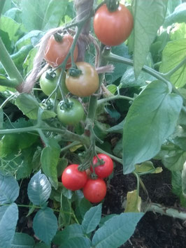 Tomate "Harzfeuer"