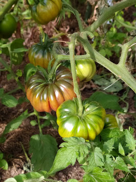 Fleischtomate "Purple Calabash"