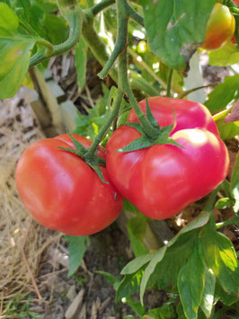 Fülltomate "Tarasenkos Jubiläum"