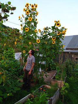 Sonnenblume, "Riesige Medusa"