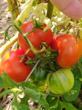 Mittlere Tomate "Splash of cream"