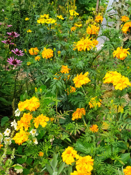 Tagetes - Riesentagetes
