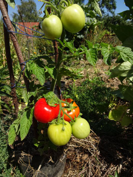 Mittelgroße Buschtomate "Balkonstar"