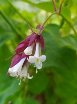 Karamelbeere (Himayala Geisblatt)