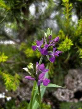 Dactylorhiza purpurella BF