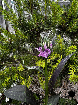 Dactylorhiza maculata ssp. podesta  / Geflecktes Knabenkraut BF