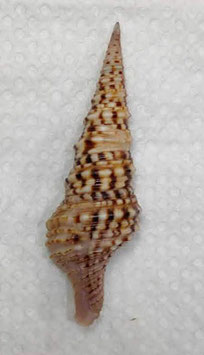 Turris nadaensis 68.9mm F++/F+++