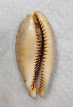 Cypraea lynx vanelli 50mm F+++