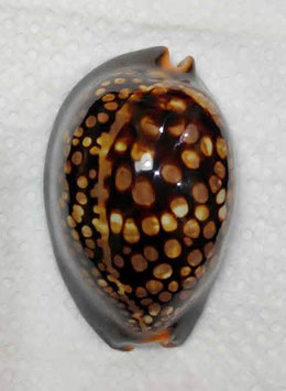 Mauritia mauritiana 65.6mm F+++