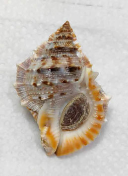 Bufonaria cavitensis  62.7mm  F+++