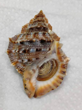 Bufonaria cavitensis  63.3mm  F+++