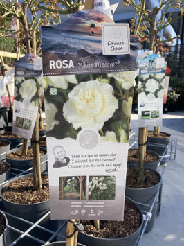 Rosa "White Meilove"