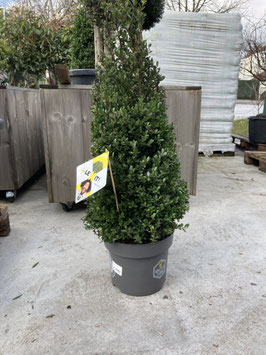 Ilex crenata 'Dark Green'