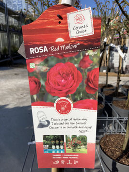 Rosa "Red Meilove"