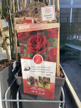 Rosa Klim "Santana"