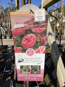 Rosa "Leonardo da Vinci"