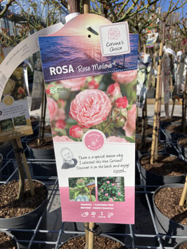 Rosa "Rose Meilove"