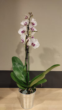 ORCHIDÉE