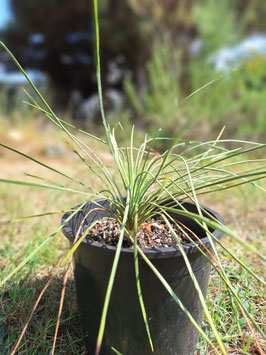 Yucca linearifolia #2
