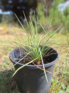 Yucca linearifolia #1