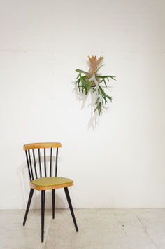 Chair / Baumann