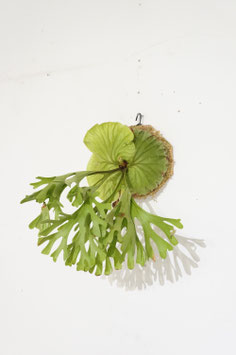 ビカクシダ　リドレイ　/ Platycerium ridleyi