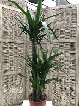 Yucca 3er Topfdurchmesser 24cm Höhe 130cm