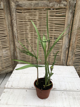 Frittularia meleagris Topfdurchmesser 9cm