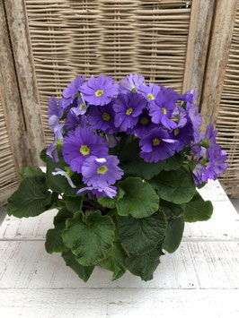 Primula obconica blau Topfdurchmesser 11cm Höhe ca. 26cm