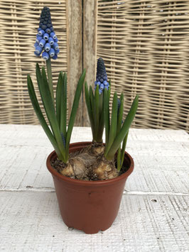 Traubenhyazinthe blau Topfdurchmesser 9cm