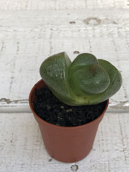 Lithops - lebender Stein Topfdurchmesser 5cm Höhe 7cm