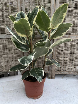 Ficus robusta weiss/grün Topfdurchmesser 27cm Höhe 90cm