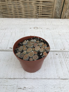 Lithops lesliei  - lebender Stein Topfdurchmesser 8cm Höhe 8cm