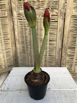 Amaryllis Red Night Topfdurchmesser 13cm Höhe ca. 42cm