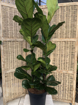 Ficus lyrata Topfdurchmesser 30cm Höhe 140cm