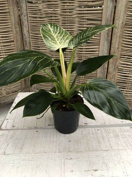 Philodendron white wave Topfdurchmesser 12cm Höhe 25cm