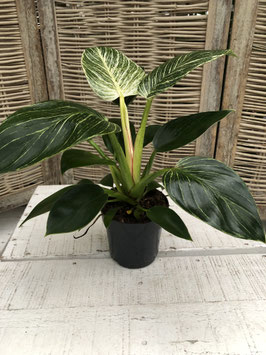 Philodendron white wave Topfdurchmesser 12cm Höhe 25cm