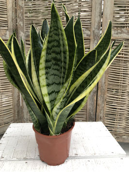 Sansevieria laurentii gelb/grün Topfdurchmesser 16cm Höhe 40cm