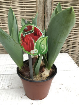 Tulpe merapi rot Topfdurchmesser 11cm