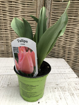 Tulpe rosa Topfdurchmesser 11cm