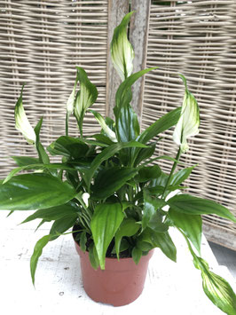 Spathiphyllum Chopin Topfdurchmesser 10cm Höhe ca. 24cm