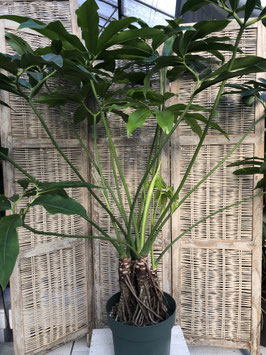 Philodendron fun bun Topfdurchmesser 30cm Höhe 140cm