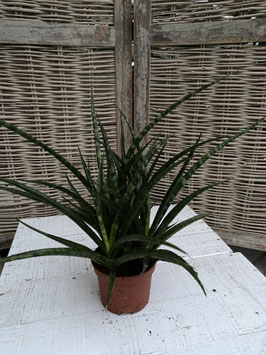 Sansevieria fernwood punk Topfdurchmesser 10cm Höhe 30cm