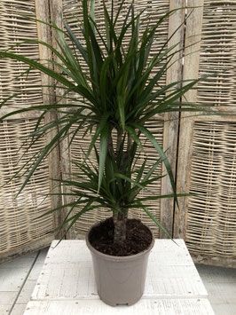 Dracaena marginata 2er Topfdurchmesser 18cm Höhe 60cm