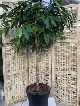 Ficus Amstel King Hochstamm Topfdurchmesser 34cm Höhe 140cm
