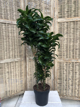 Dracaena twist 3er Topfdurchmesser 19cm Höhe 100cm