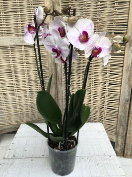 Phalaenopsis 3 Rispen weiss/pink Topfdurchmesser 11,5cm Höhe ca. 52cm