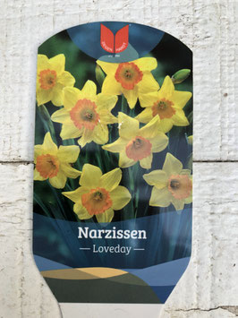 Narzisse Loveday gelb Topfdurchmesser 10,5cm