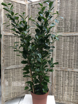 Ficus moclame Topfdurchmesser 24cm Höhe 120cm